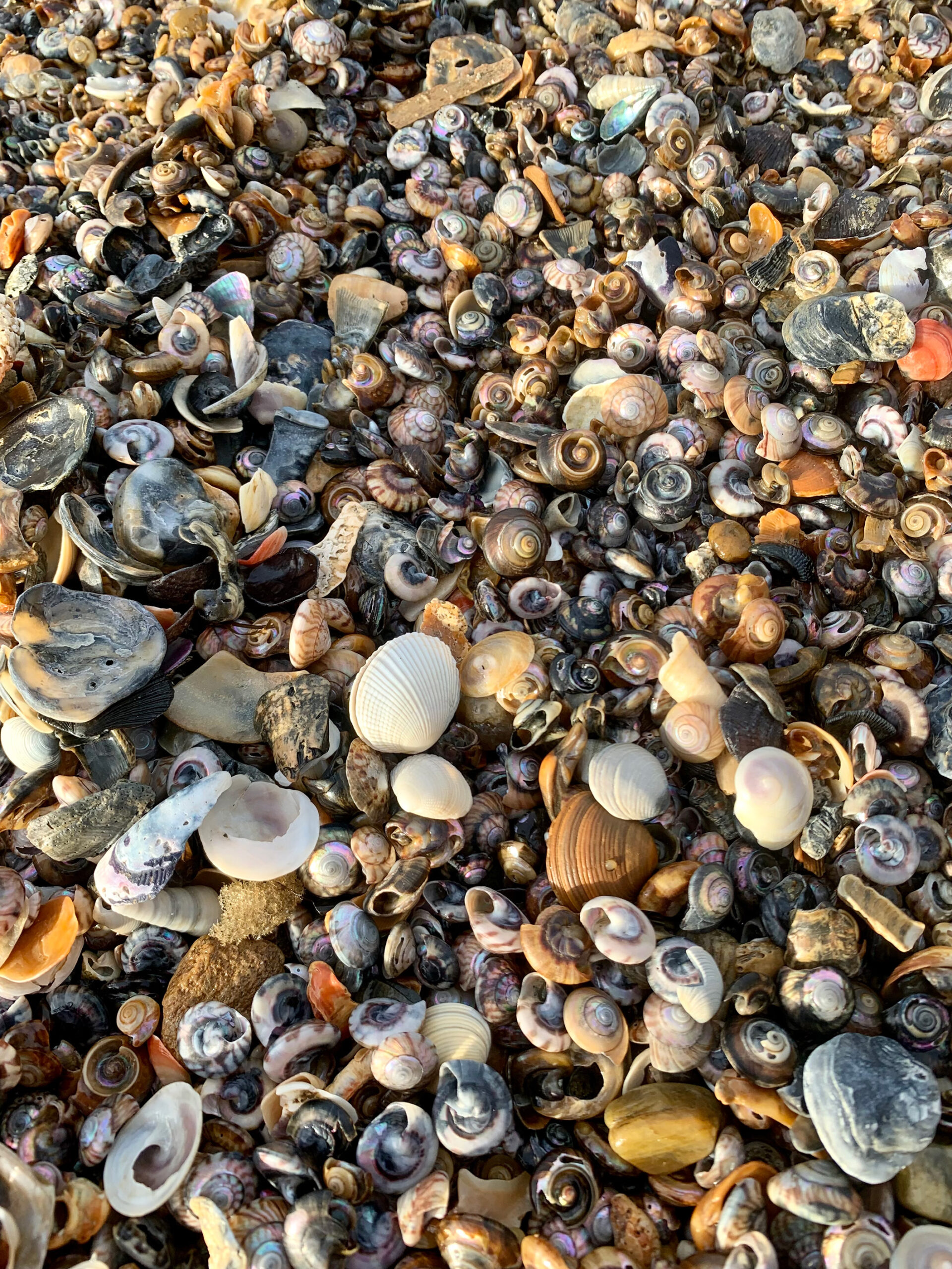 Shells puke beach